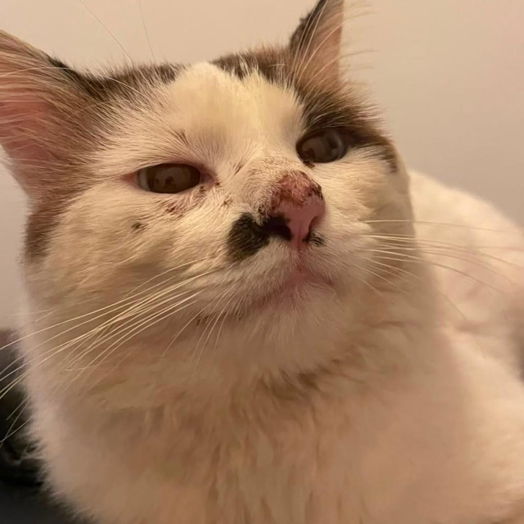 Galileu, gato de porte pequeno para adoção em São Vicente - SP
