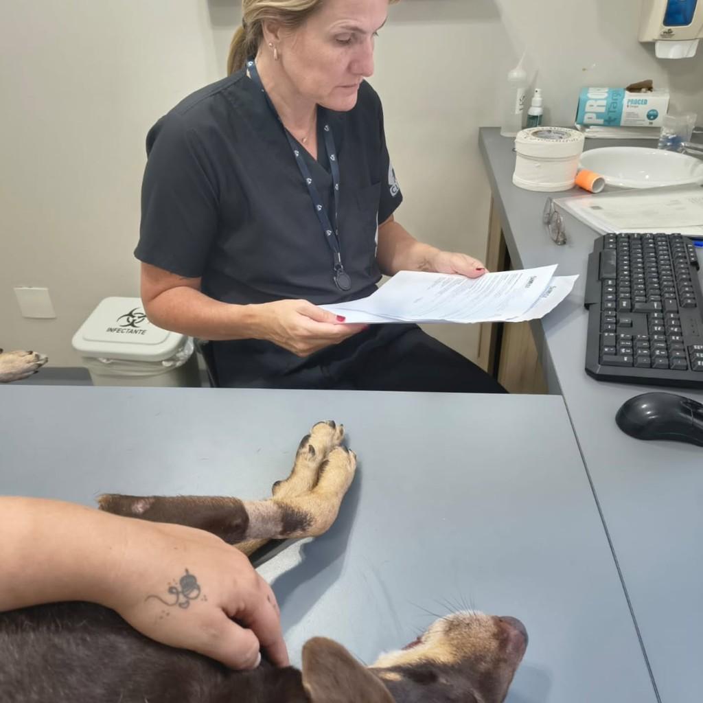 Nala, cadela de porte médio para adoção em Bertioga - SP