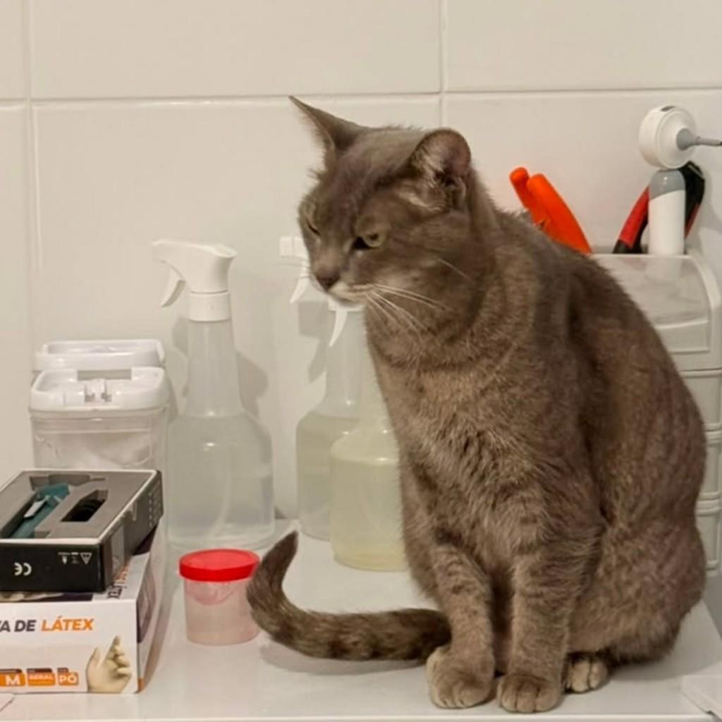 Dori, gata de porte médio para adoção em Bertioga - SP
