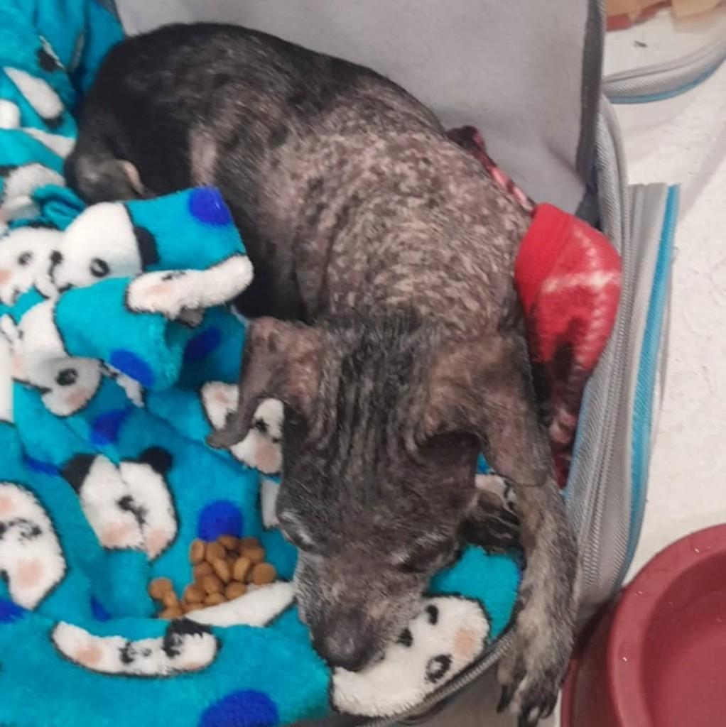 Ted, cachorro de porte pequeno para adoção em Santos - SP