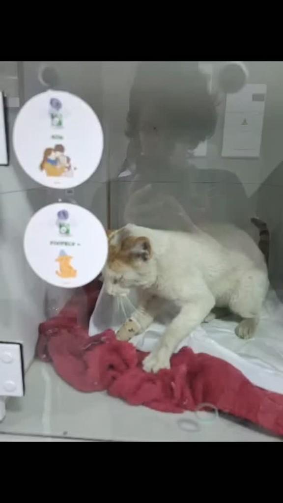 Vlad, gato de porte médio para adoção em São Vicente - SP