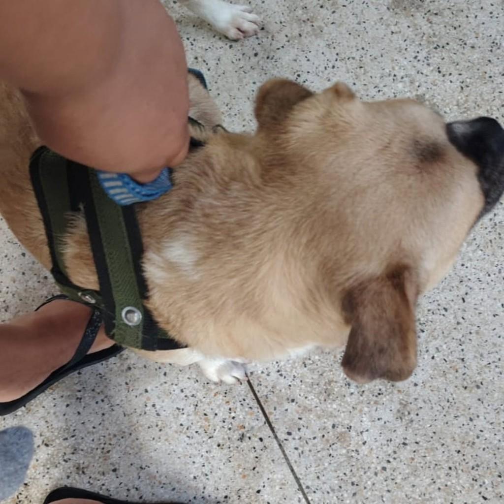 Paçoca, cachorro de porte médio para adoção em Bertioga - SP