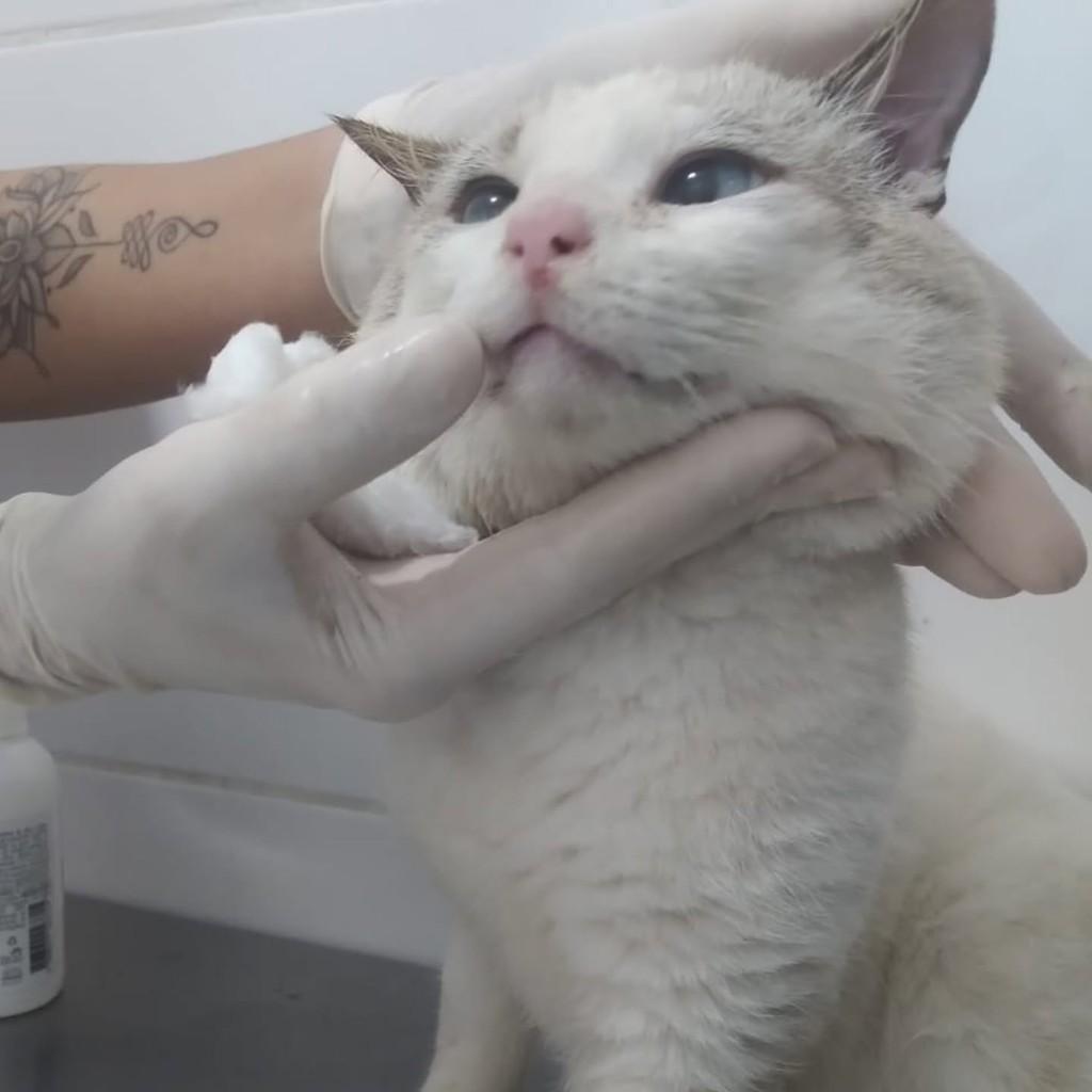 Bochecha, gato de porte médio para adoção em Bertioga - SP