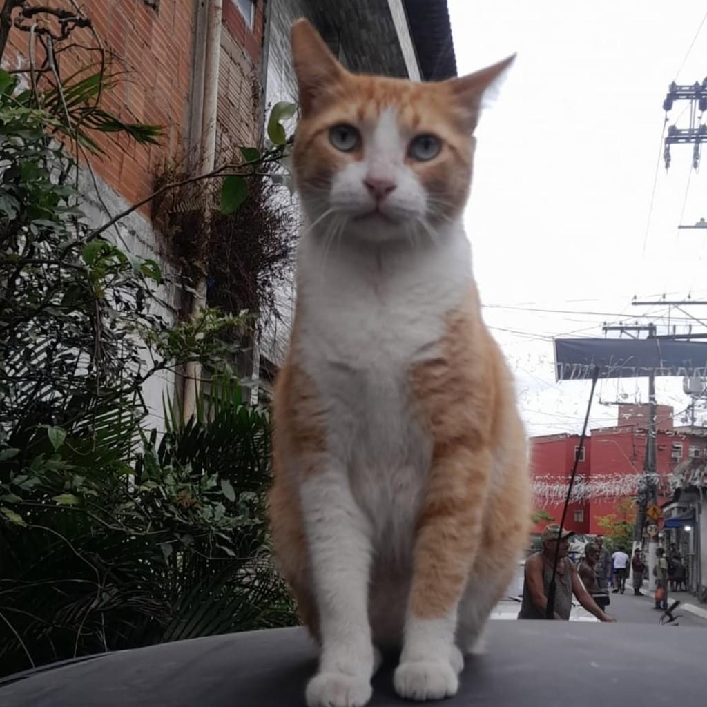 Lindo Demais, gato de porte médio para adoção em Bertioga - SP