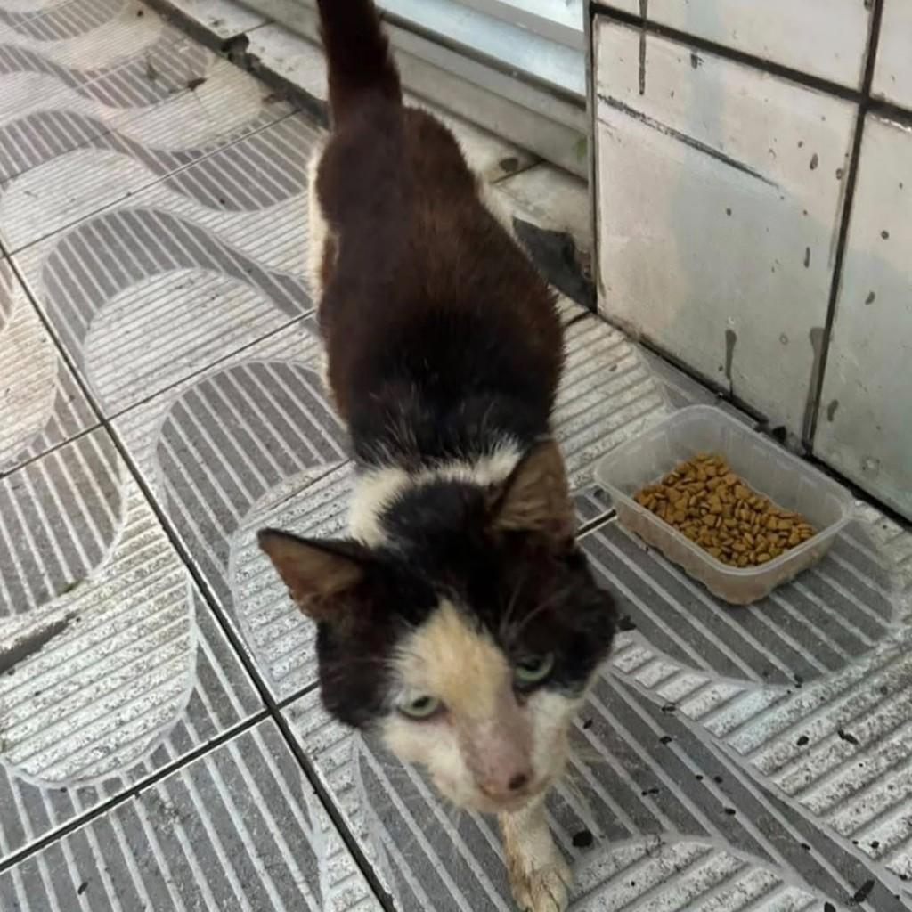 Carlos Alberto, gato de porte pequeno para adoção em Bertioga - SP