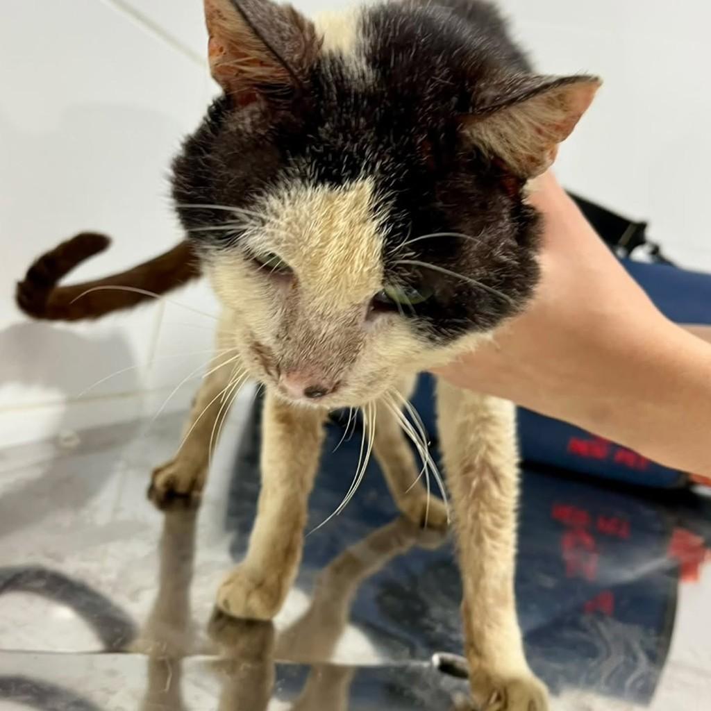 Carlos Alberto, gato de porte pequeno para adoção em Bertioga - SP — foto 2 de 5