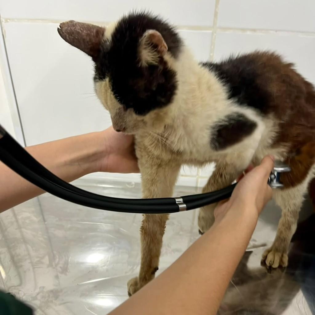 Carlos Alberto, gato de porte pequeno para adoção em Bertioga - SP — foto 3 de 5