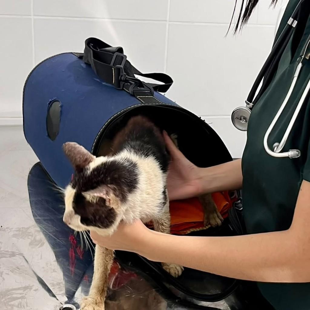 Carlos Alberto, gato de porte pequeno para adoção em Bertioga - SP — foto 4 de 5