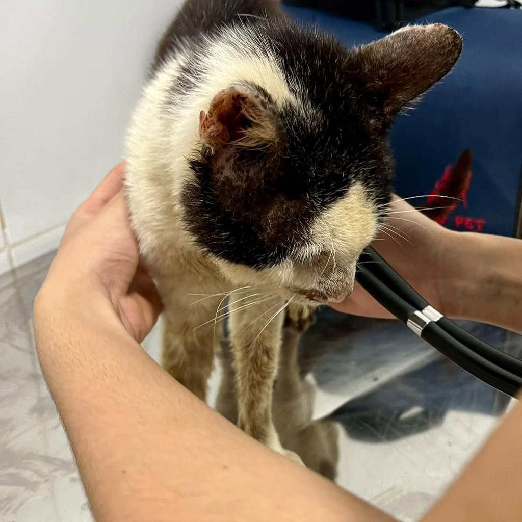 Carlos Alberto, gato de porte pequeno para adoção em Bertioga - SP — foto 5 de 5