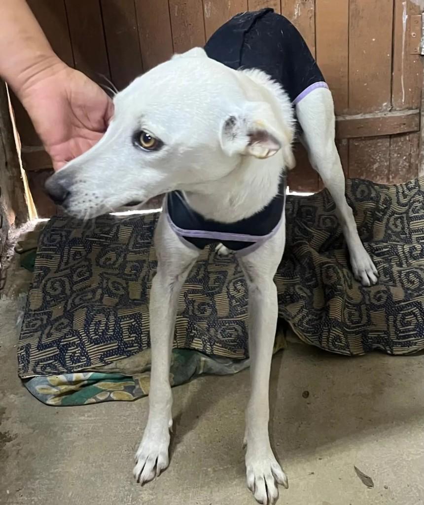 Castrada, cachorro de porte médio para adoção em Salesópolis - SP