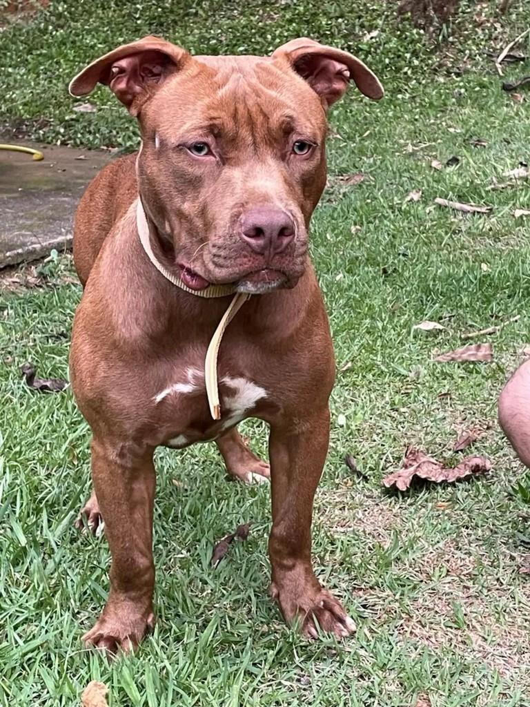 Hulk, cachorro de porte médio para adoção em Salesópolis - SP