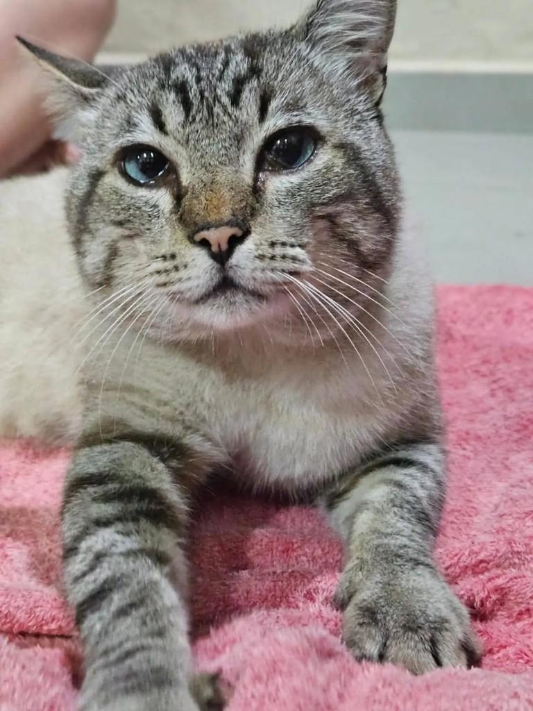 Dengo, gato de porte médio para adoção em Salesópolis - SP