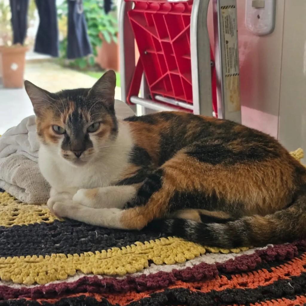 Ela, gata de porte médio para adoção em Salesópolis - SP
