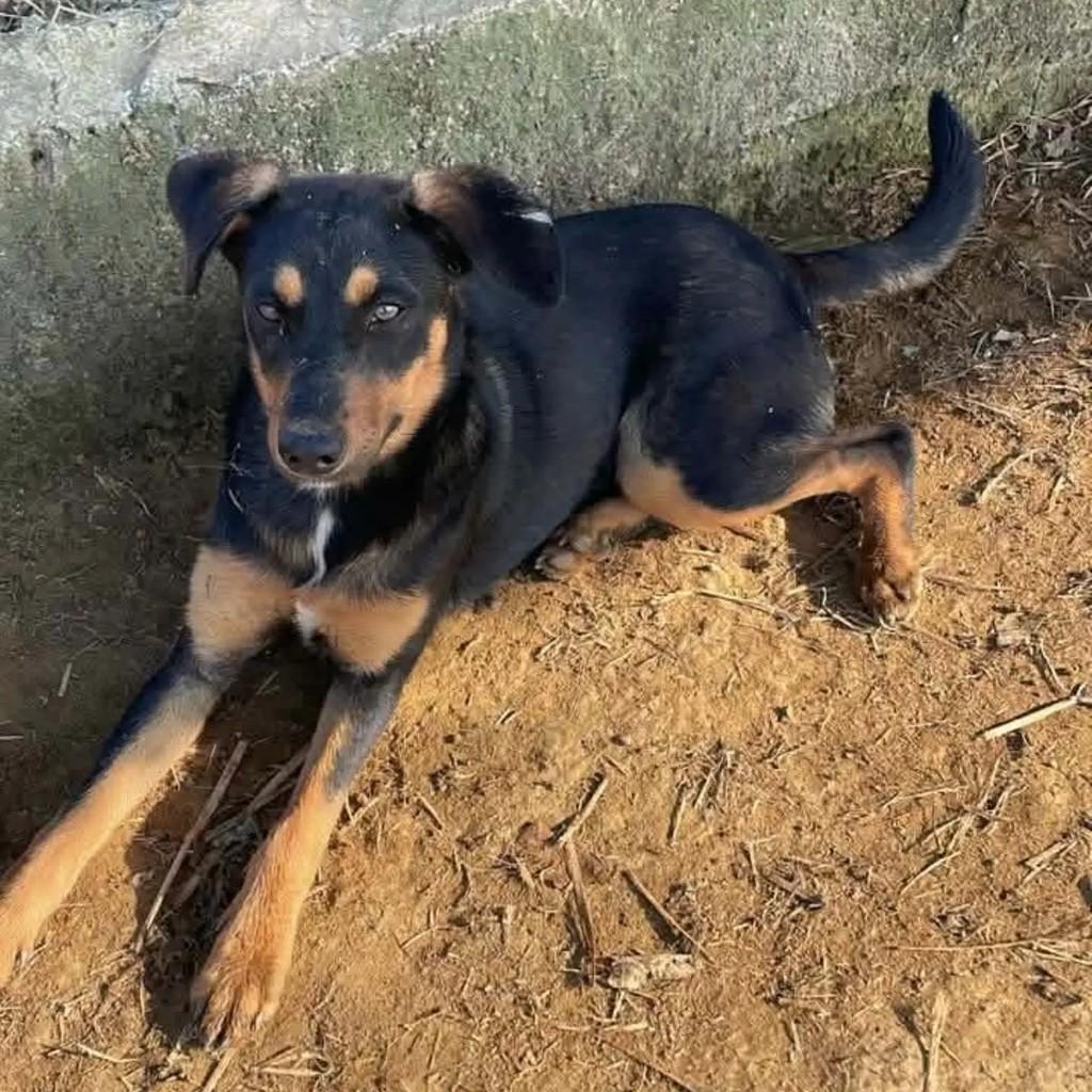 Filhotão, cachorro de porte pequeno para adoção em Salesópolis - SP
