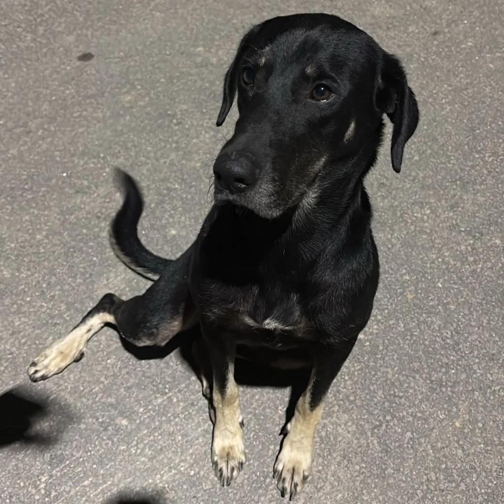 Zeca, cachorro de porte médio para adoção em Salesópolis - SP