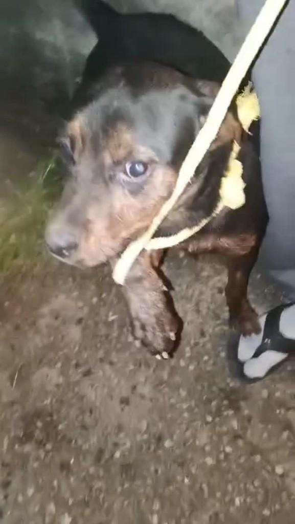 Ravena, cachorro de porte pequeno para adoção em Salesópolis - SP