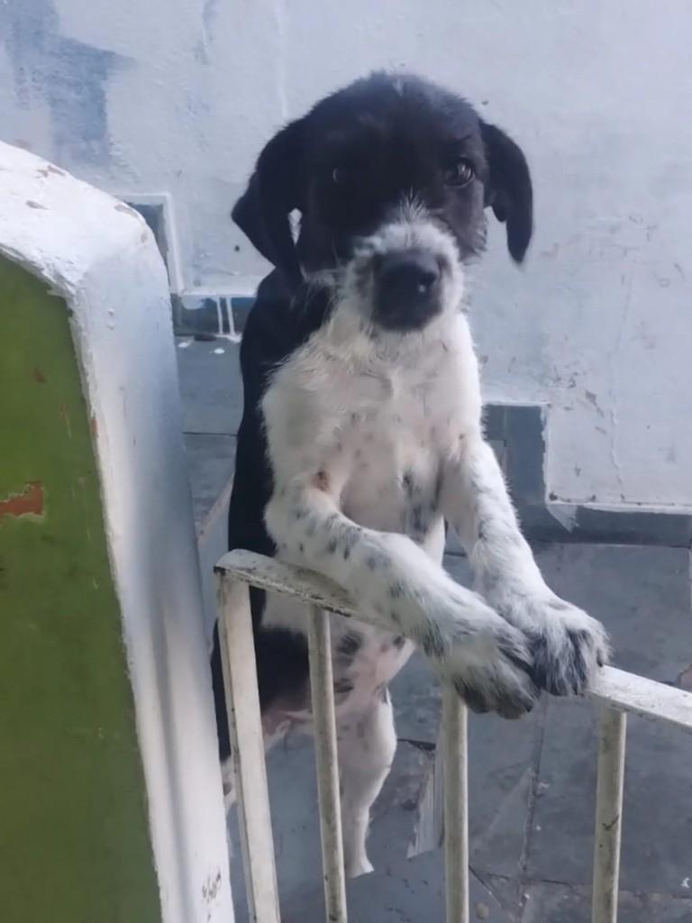 Ela, cachorro de porte pequeno para adoção em Salesópolis - SP