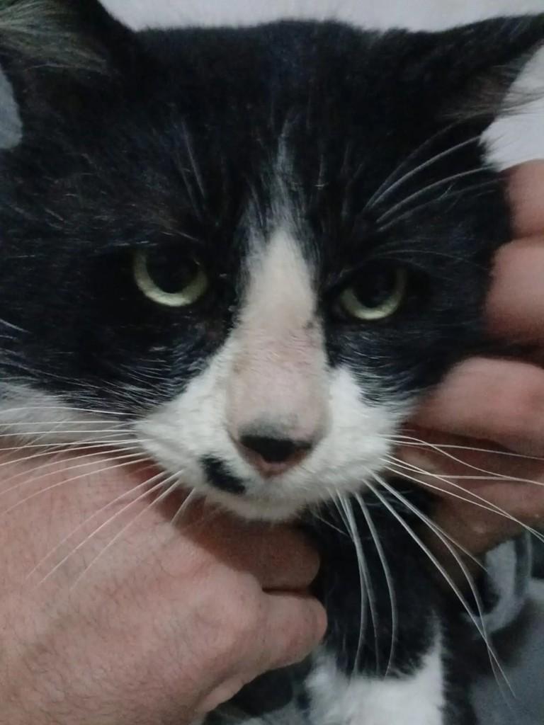 Frajolão, gato de porte médio para adoção em Salesópolis - SP