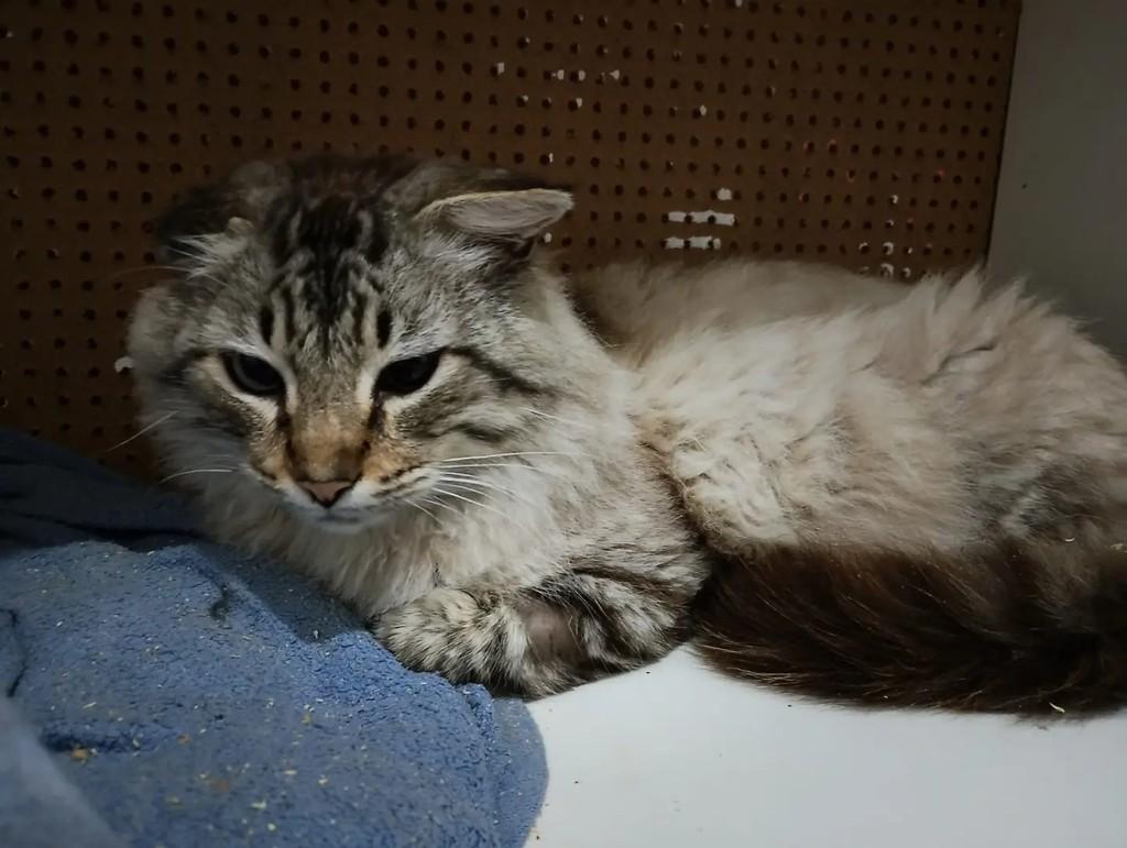 Orelha, gato de porte médio para adoção em Salesópolis - SP