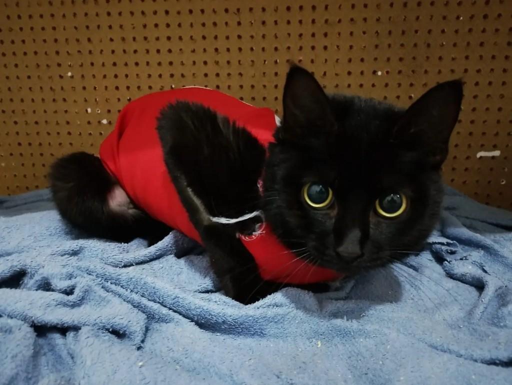 Sol, gata de porte pequeno para adoção em Salesópolis - SP