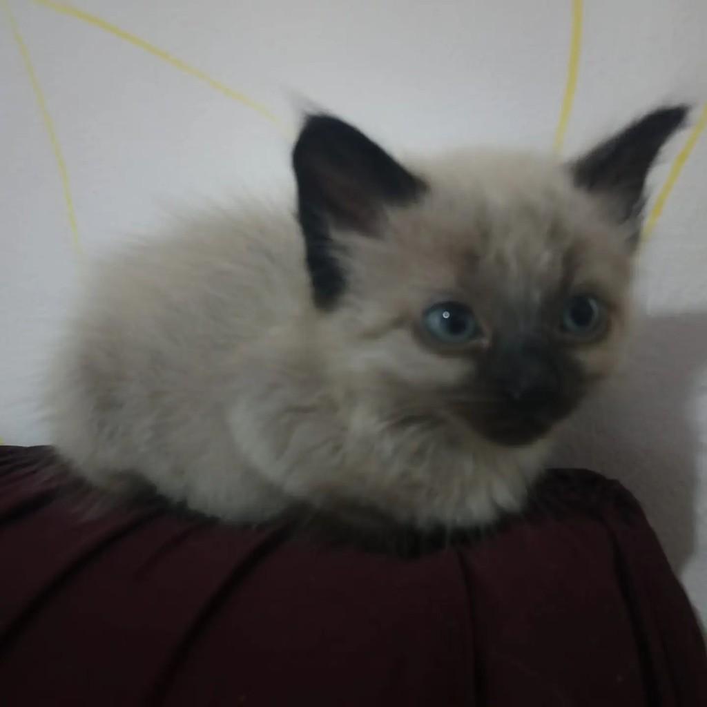 Noah, gato de porte pequeno para adoção em Salesópolis - SP