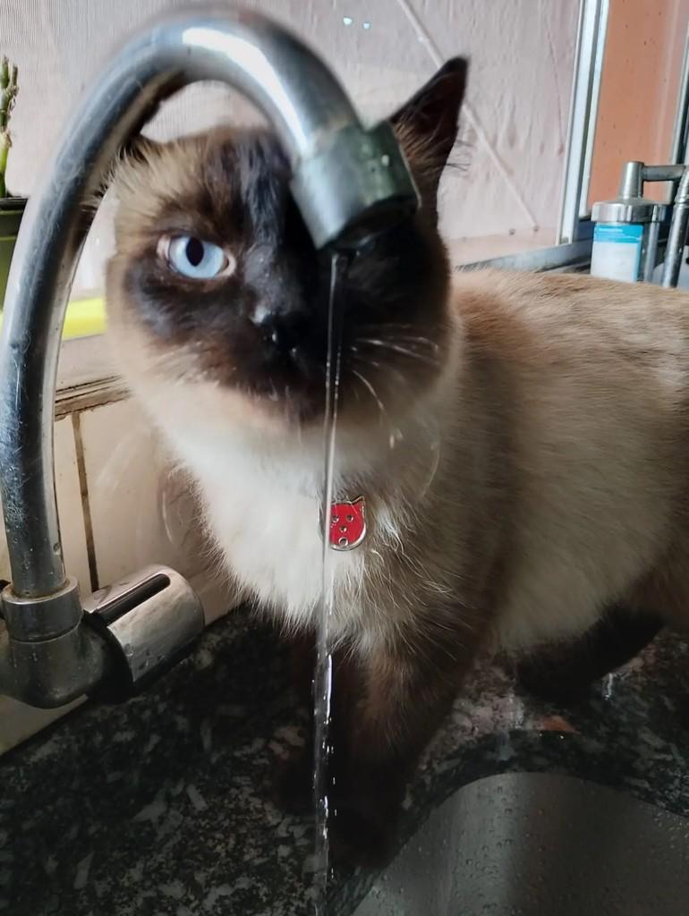 Soraya, gato de porte médio para adoção em Salesópolis - SP