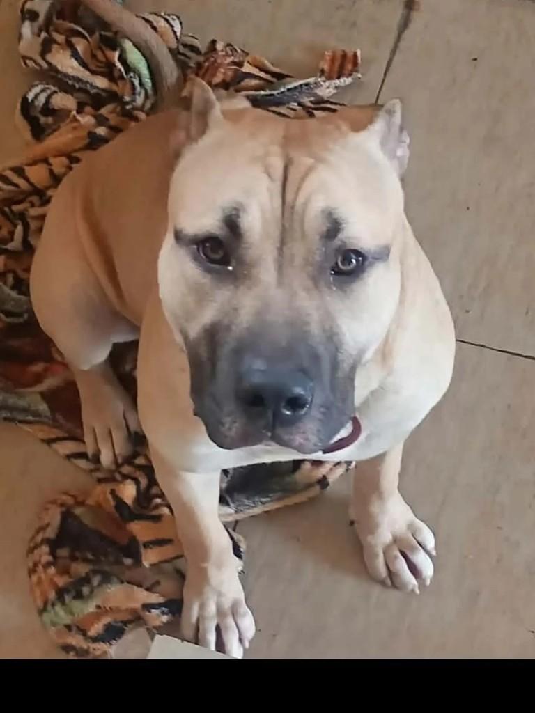 Sirius, cachorro de porte médio para adoção em Salesópolis - SP