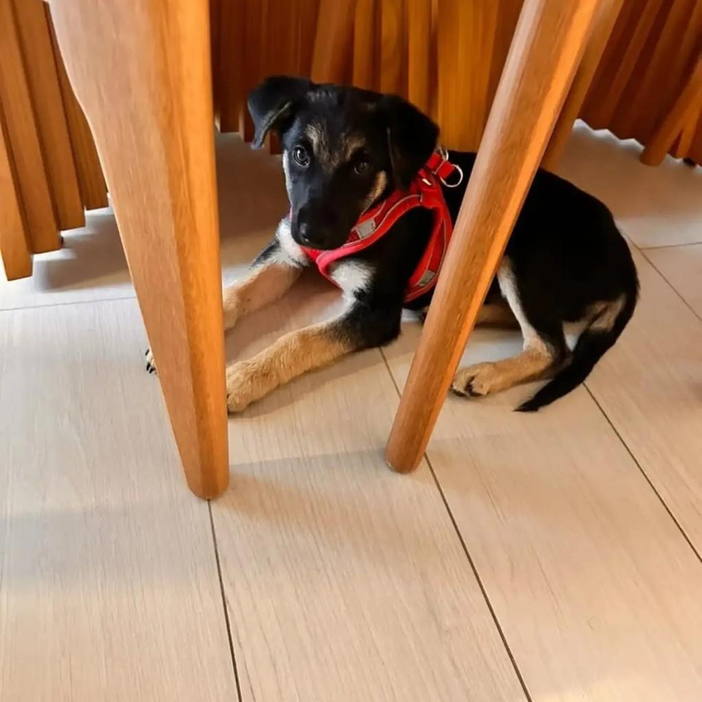 Agata, cadela de porte pequeno para adoção em Salesópolis - SP