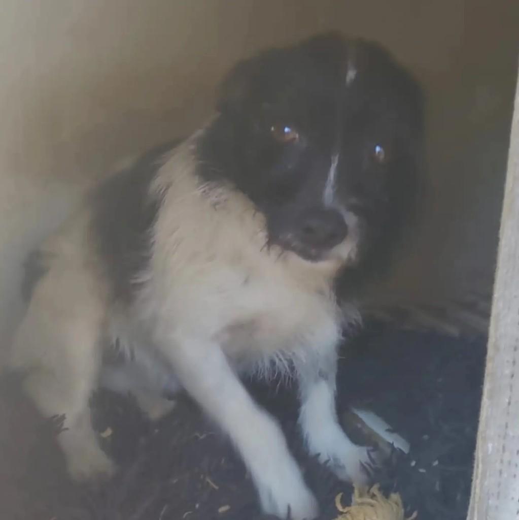 Nina, cadela de porte pequeno para adoção em Salesópolis - SP