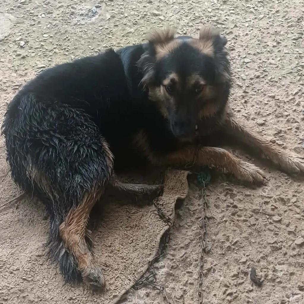 Pandora, cadela para adoção em Salesópolis - SP