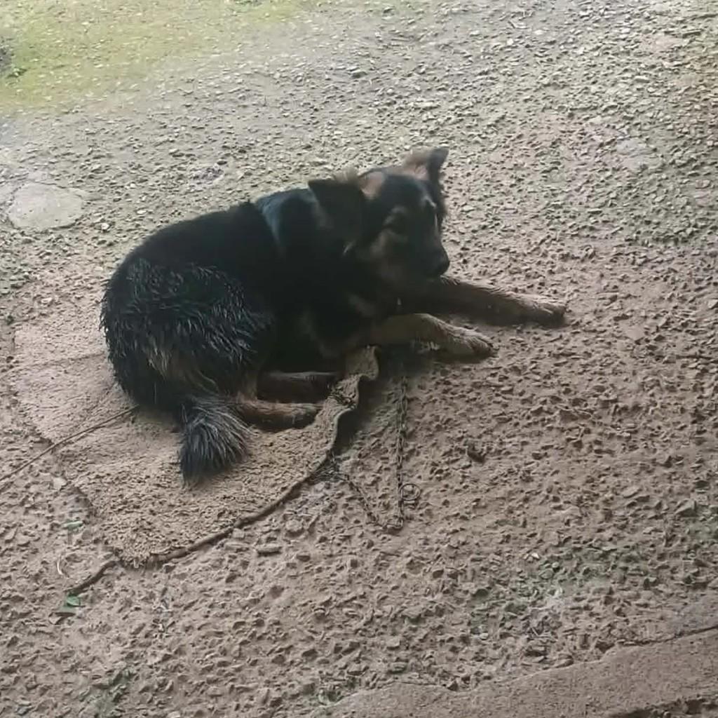 Pandora, cadela para adoção em Salesópolis - SP — foto 2 de 3