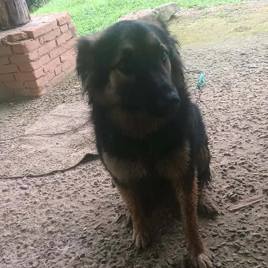 Pandora, cadela para adoção em Salesópolis - SP — foto 3 de 3