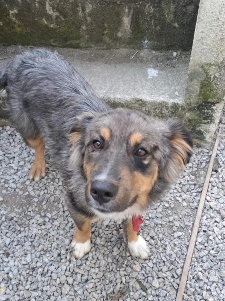 Biritiba Mirim, cachorro para adoção em Biritiba Mirim - SP
