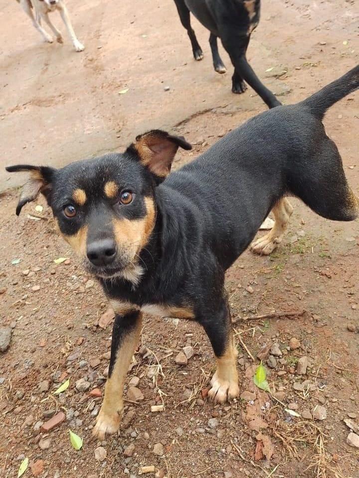 Coquinho, cachorro de porte pequeno para adoção em Erechim - RS