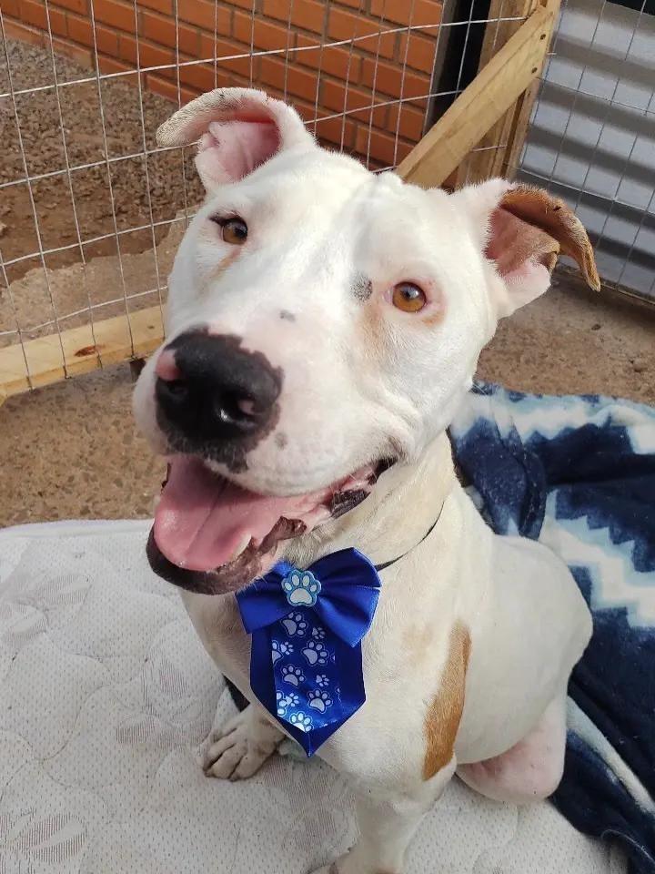 Bruno, cachorro de porte grande para adoção em Erechim - RS