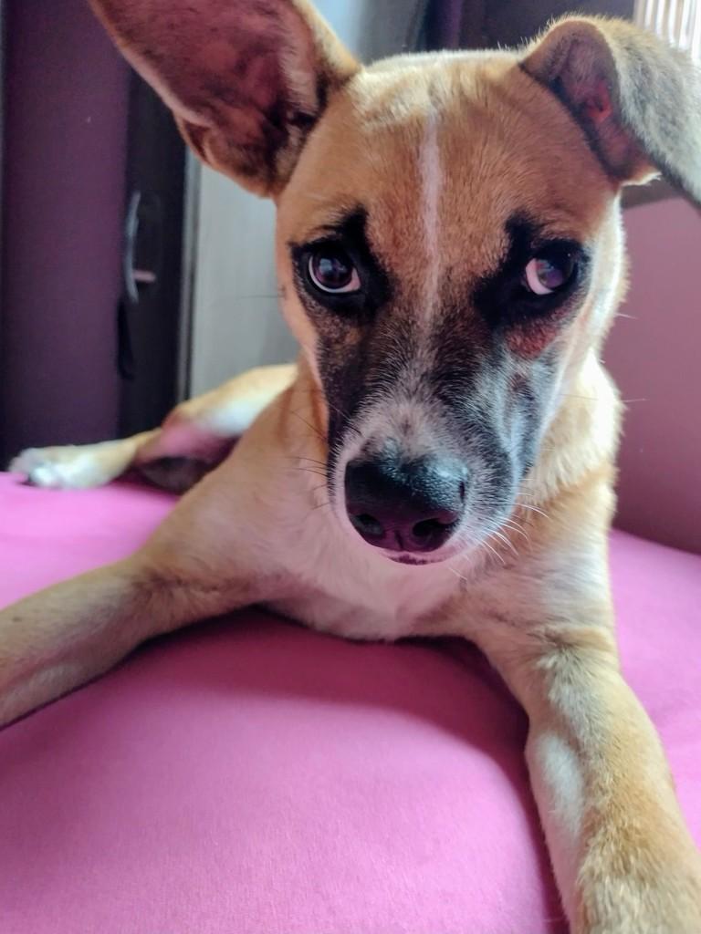 Joaquina, cadela de porte pequeno para adoção em Erechim - RS