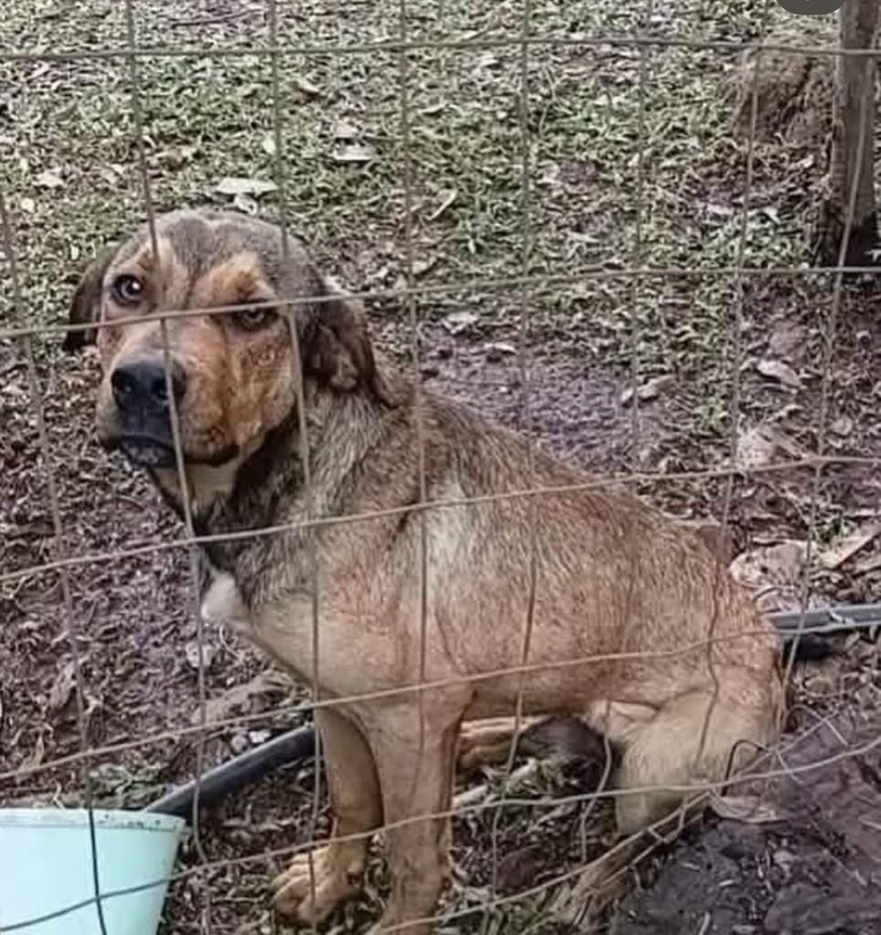 Mocinho, cachorro de porte médio para adoção em Erechim - RS