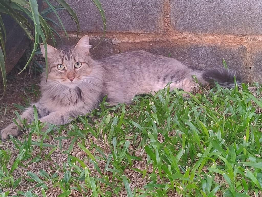Avelã, gato de porte médio para adoção em Erechim - RS