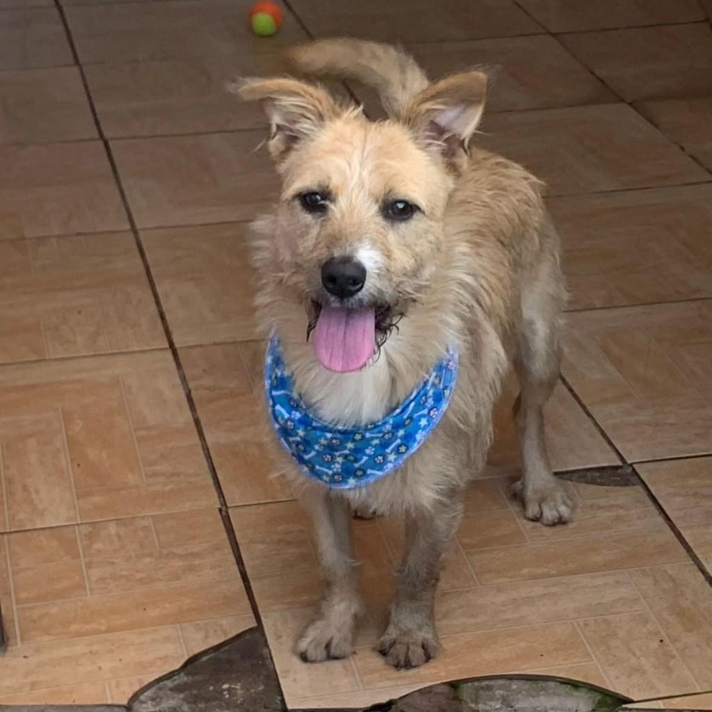 Estopinha, cachorro de porte pequeno para adoção em Erechim - RS