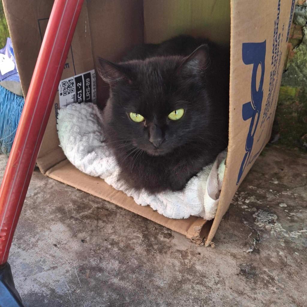 Mocinho Lindo e Querido, gato para adoção em Erechim - RS