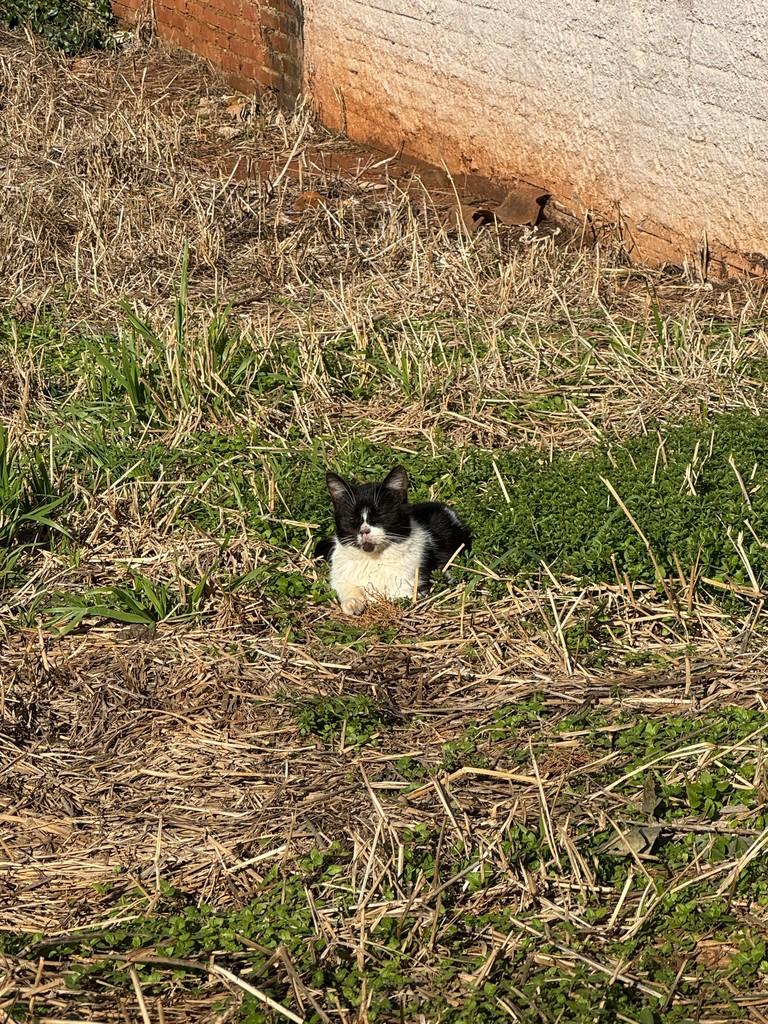 Ela, gata de porte pequeno para adoção em Erechim - RS