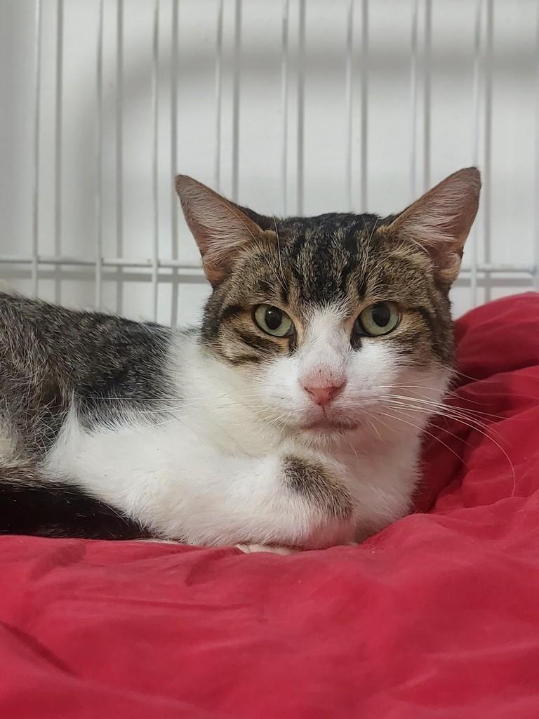 Chokito, gato de porte pequeno para adoção em Passo Fundo - RS