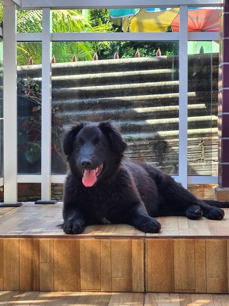 Mocinha, cachorro de porte médio para adoção em Erechim - RS