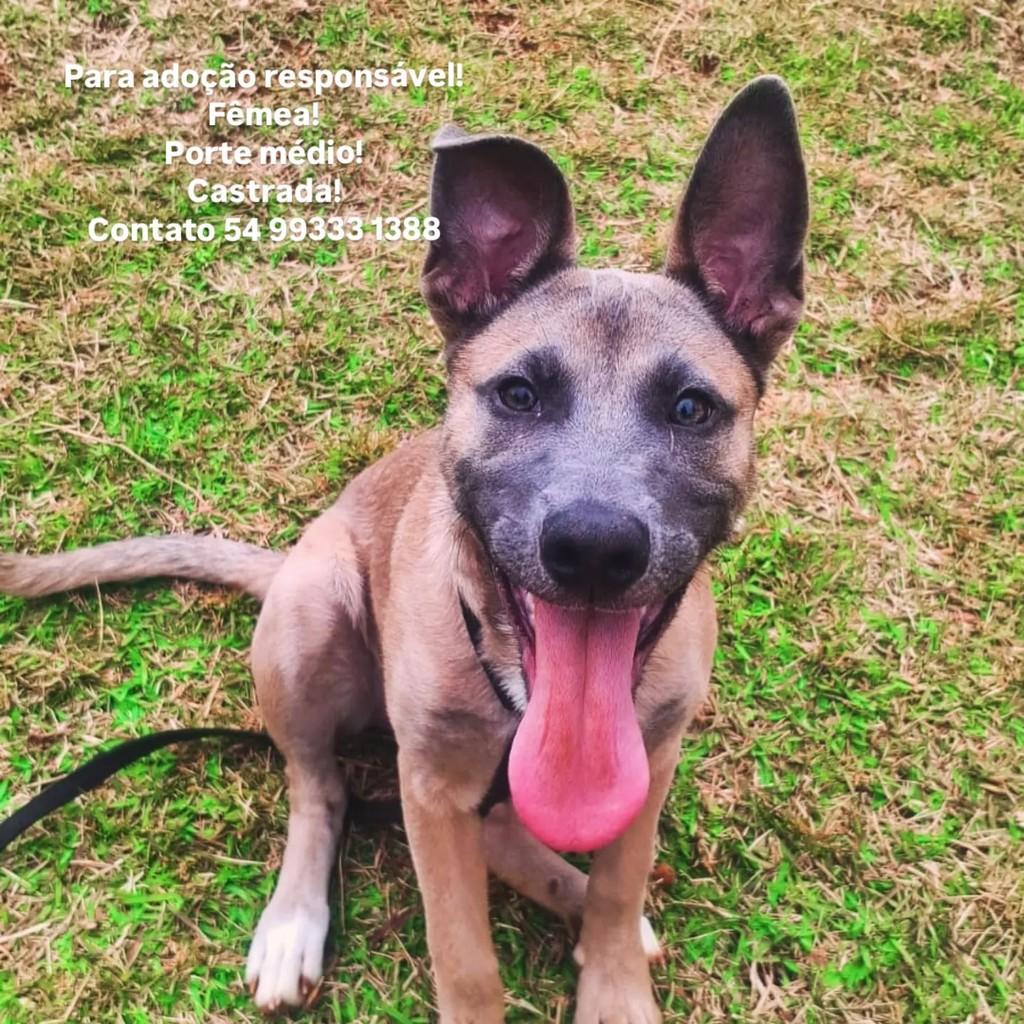 Ela, cadela de porte médio para adoção em Erechim - RS