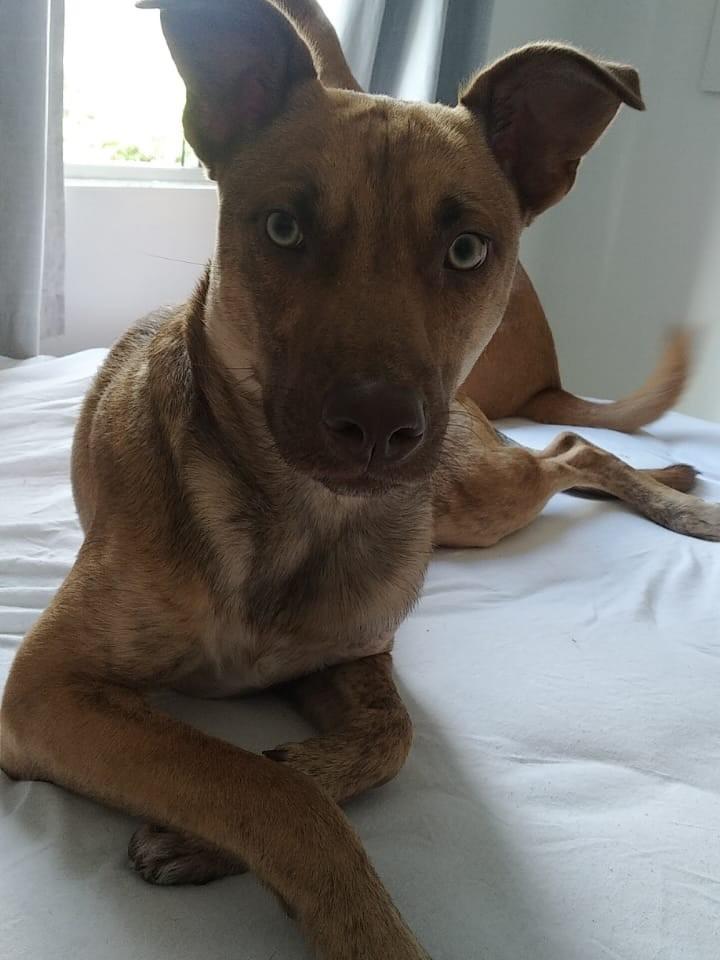Joe, cachorro de porte médio para adoção em Erechim - RS