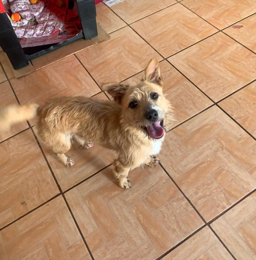 Fiapo de Manga, cachorro de porte pequeno para adoção em Erechim - RS