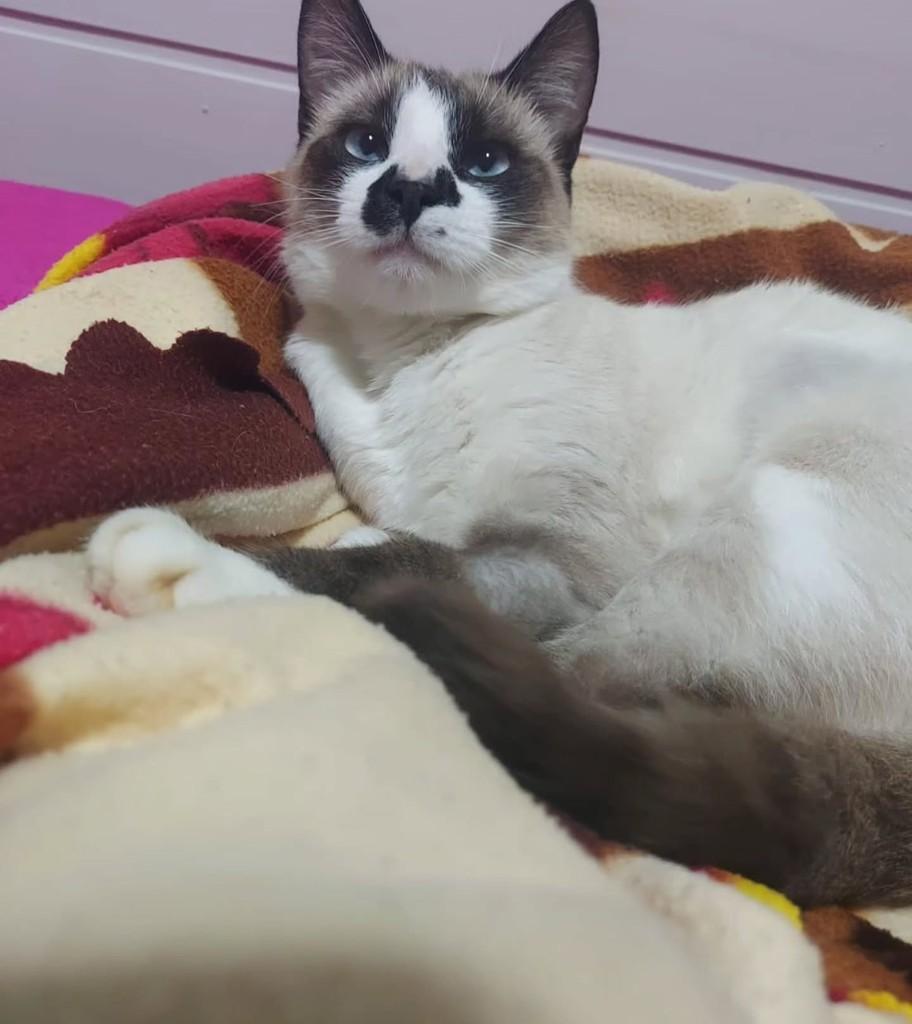 Mingau, gato de porte pequeno para adoção em Erechim - RS