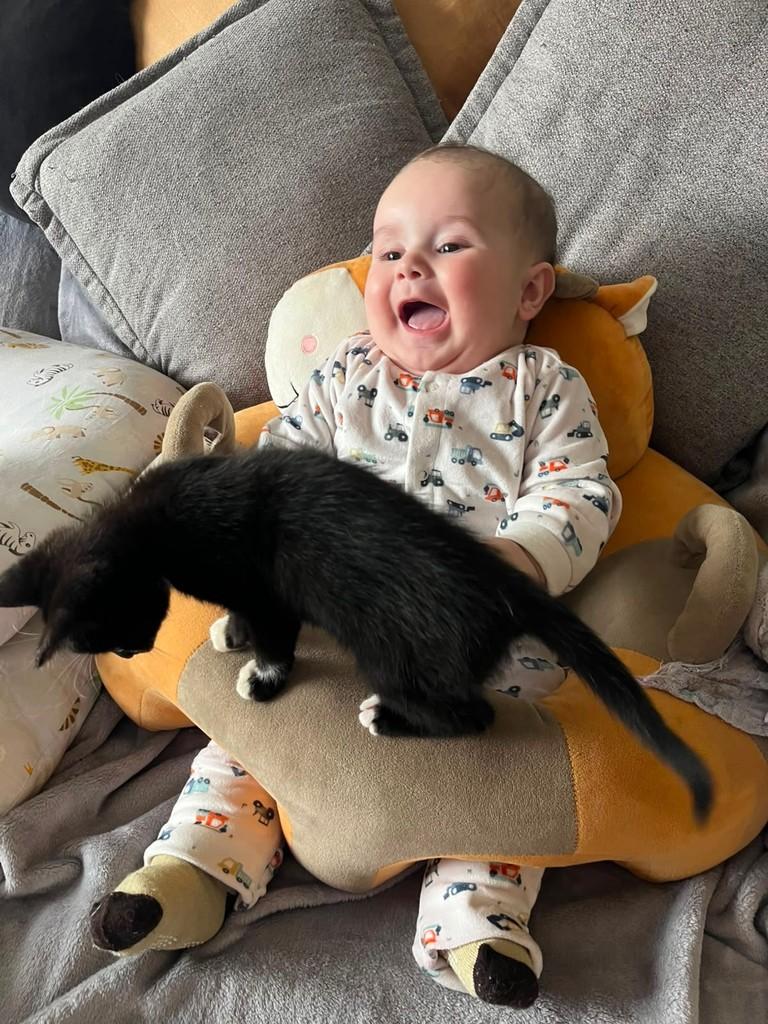Pedro, gato de porte médio para adoção em Erechim - RS