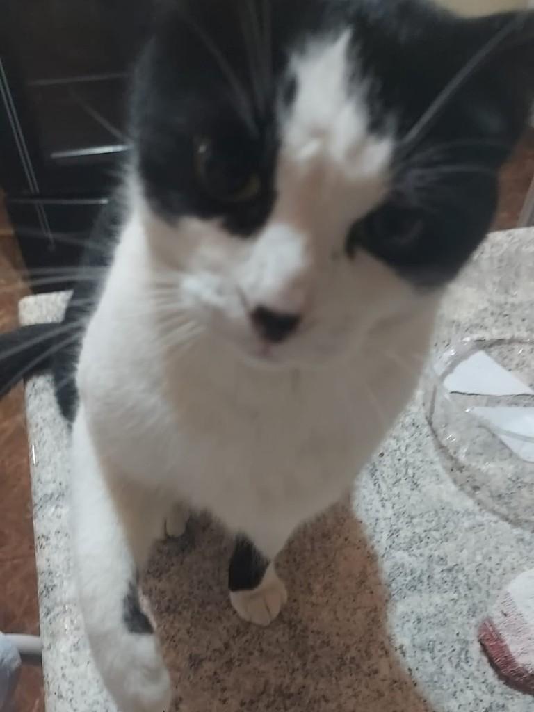Nenê, gato de porte pequeno para adoção em Erechim - RS