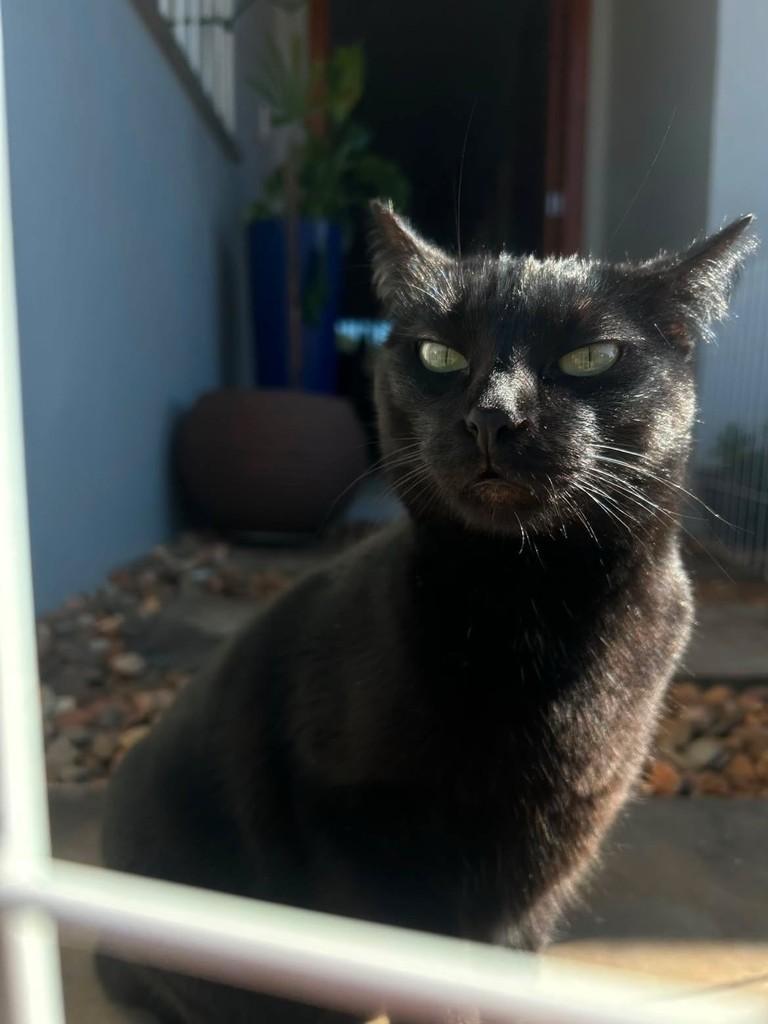 Narru, gato de porte médio para adoção em Erechim - RS
